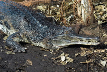 Faux gavial de Malaisie; Tomistoma schlegelii, Malaisie