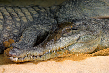 Faux gavial africain; Crocodylus cataphractus, Afrique