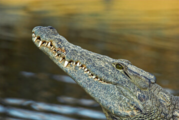 Crocodile du nil; Crocodylus niloticus, Afrique