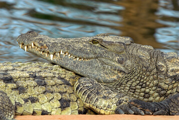 Crocodile du nil; Crocodylus niloticus, Afrique