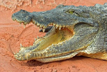 Crocodile du nil; Crocodylus niloticus, Afrique