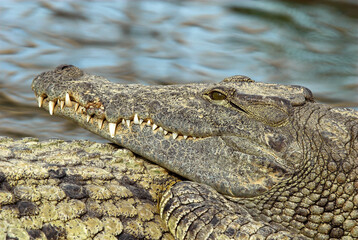 Crocodile du nil; Crocodylus niloticus, Afrique