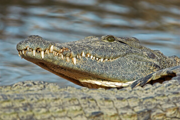 Crocodile du nil; Crocodylus niloticus, Afrique