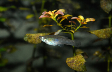 bouvière, femelle, rhodeus sericeus