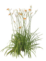 Lys d'un jour (Hemerocallis fulva) PNG 