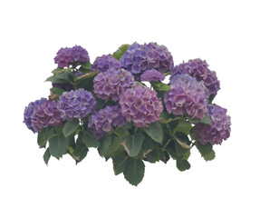 Hortensia violet (Hydrangea) PNG 