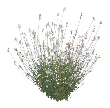 Gaura blanc  (Gaura lindheimeri) PNG 