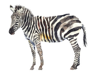 Fototapeta na wymiar Zebra Watercolor