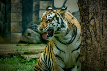 tiger in the zoo