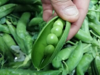 Piselli baccello mano del contadino verdura coltivare agroalimentare campagna