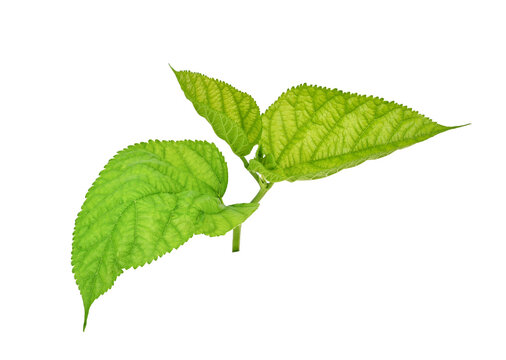 Mulberry leaves green on white background.