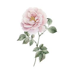 Pink rose hip flower on stem with leaves. Floral watercolor illustration hand painted