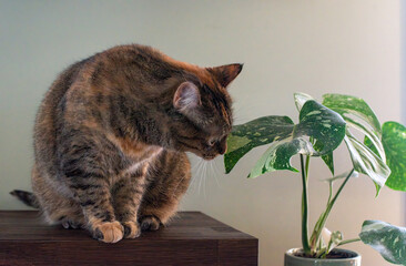 cat sniffing a monstera Thai constellation plant © Krista