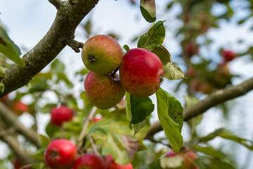 rosy red apples malus domestica borth growing on a  tree with sky in the background