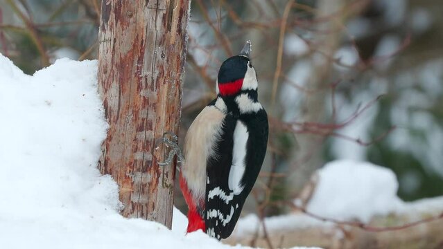 great spotted woodpecker male bird perched on log side view feed fly away winter scene Dendrocopos major natural world norway