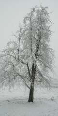 Winterlandschaft mit Schnee und Baum