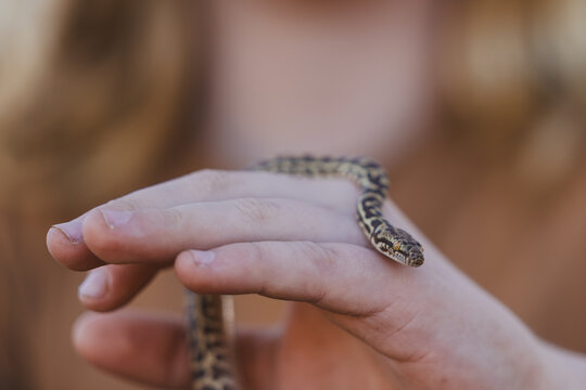 Close up of child holding pet Python snake