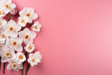 Fototapeta na wymiar white flowers daffodils frame on pink background top view, beautiful floral template with copy space
