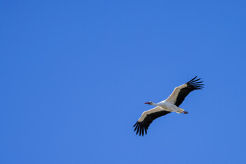 Captura la elegancia de una cigüeña mientras planea con gracia por el cielo, con sus alas extendidas contra el telón de fondo de las nubes, simbolizando libertad y gracia.