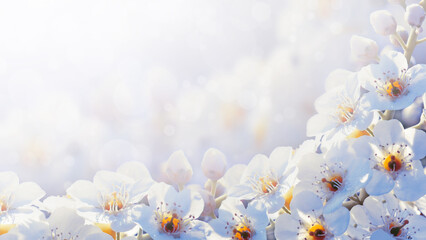 Banner with cherry blossom branches in nature outdoors. Macro shot of flowers in sunlight with copy...
