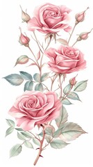 Pink roses with buds and green leaves watercolor illustration