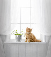 Cute kitten on the windowsill. Purebred tabby cat looks out the window on a sunny day. Banner with...
