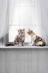 Cute kittens on the windowsill. Group of purebred tabby cats look out the window on a sunny day. Banner with a place for writing, a blank for an advertising layout.