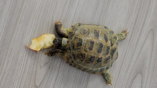 A land turtle eats an apple on the floor. View from the top