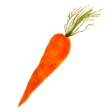 Carrot isolated on white background, hand drawn in watercolor. Orange vegetable for menu design, postcards, packaging design, store, label.