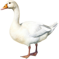 Fototapeta premium Watercolor white goose isolated on transparent background