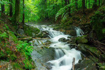 Fototapeta na wymiar Szepit Waterfall on the Hylaty Stream, small waterfall in green deciduous forest after rain, Zatwarnica, Bieszczady. Idyllic landscape. 
