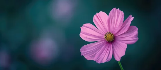 Zelfklevend Fotobehang One Pink Flower. © Sona