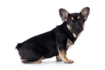 Fototapeta premium Cute black with brown french Bulldog dog puppy, sitting side ways. Looking towards camera. Isolated on a white background.
