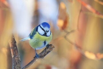 A cute blue tit sits on a branch. A tit with beautiful blurred background.  Cyanistes caeruleus