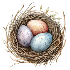 Hand drawn watercolor art bird nest with eggs  e