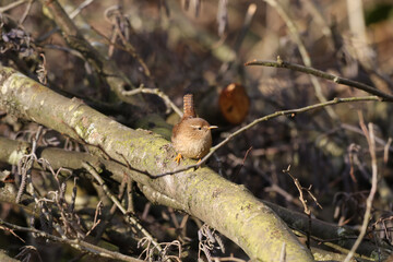 Troglodyte mignon (Troglodytes troglodytes)
Troglodytes troglodytes in its natural element
