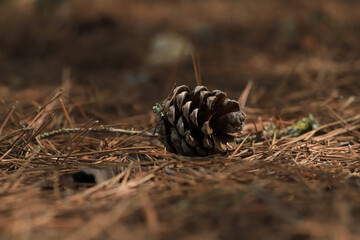 a single pine cone lies on the ground on pine needles