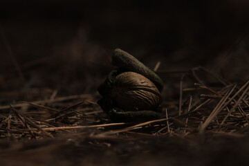 a single almond in its shell lies on the ground on pine needles