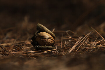 a single almond in its shell lies on the ground on pine needles