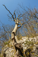 Knorriger baum auf Fels