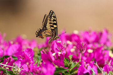 dovetail butterfly on pink bougainvillea flowers