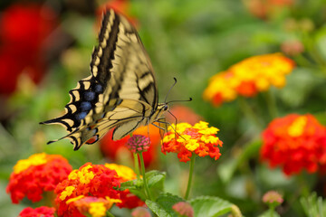 dovetail butterfly on orange lantana flowers