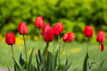 Red tulips background. Flower bud in spring in the sunlight. Flowerbed with flowers. Tulip close-up. Red flower