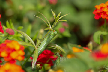 well camouflaged green caterpillar