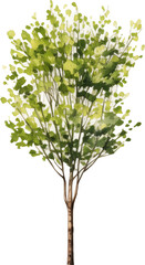 Fototapeta premium Tree watercolor painting isolated on transparent background.