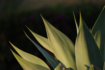 Obraz premium aloe vera plant in early morning ligth and black background