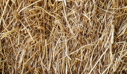 Dried brown rice straw used to make the background. Seamless, Close up.