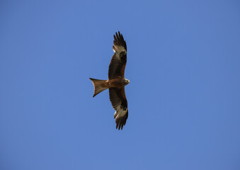 a red kite in the blue sky