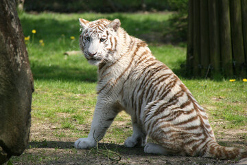 white tiger in a zoo in france 