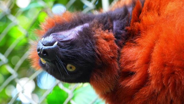 Vibrant Red Lemur: Wildlife Close-Up.